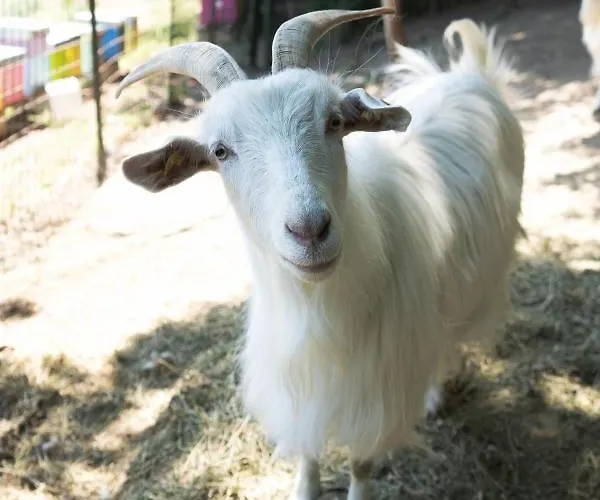 Il Giardino Degli Incanti Bed & Breakfast