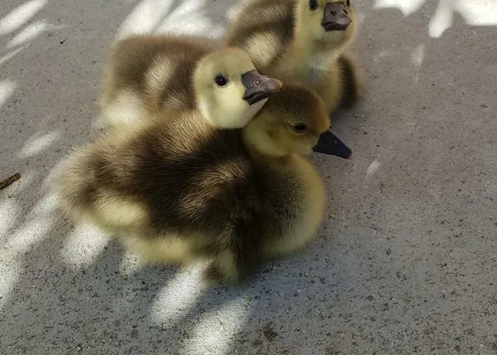 Bed & Breakfast Il Giardino Degli Incanti